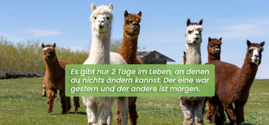 "Es gibt nur 2 Tage im Leben, an denen du nichts ändern kannst. Der eine war gestern und der andere ist morgen." Eine kleine Herde Alpakas auf der Wiese bei Sonne, alle sind aufmerksam Richtung Betrachter.